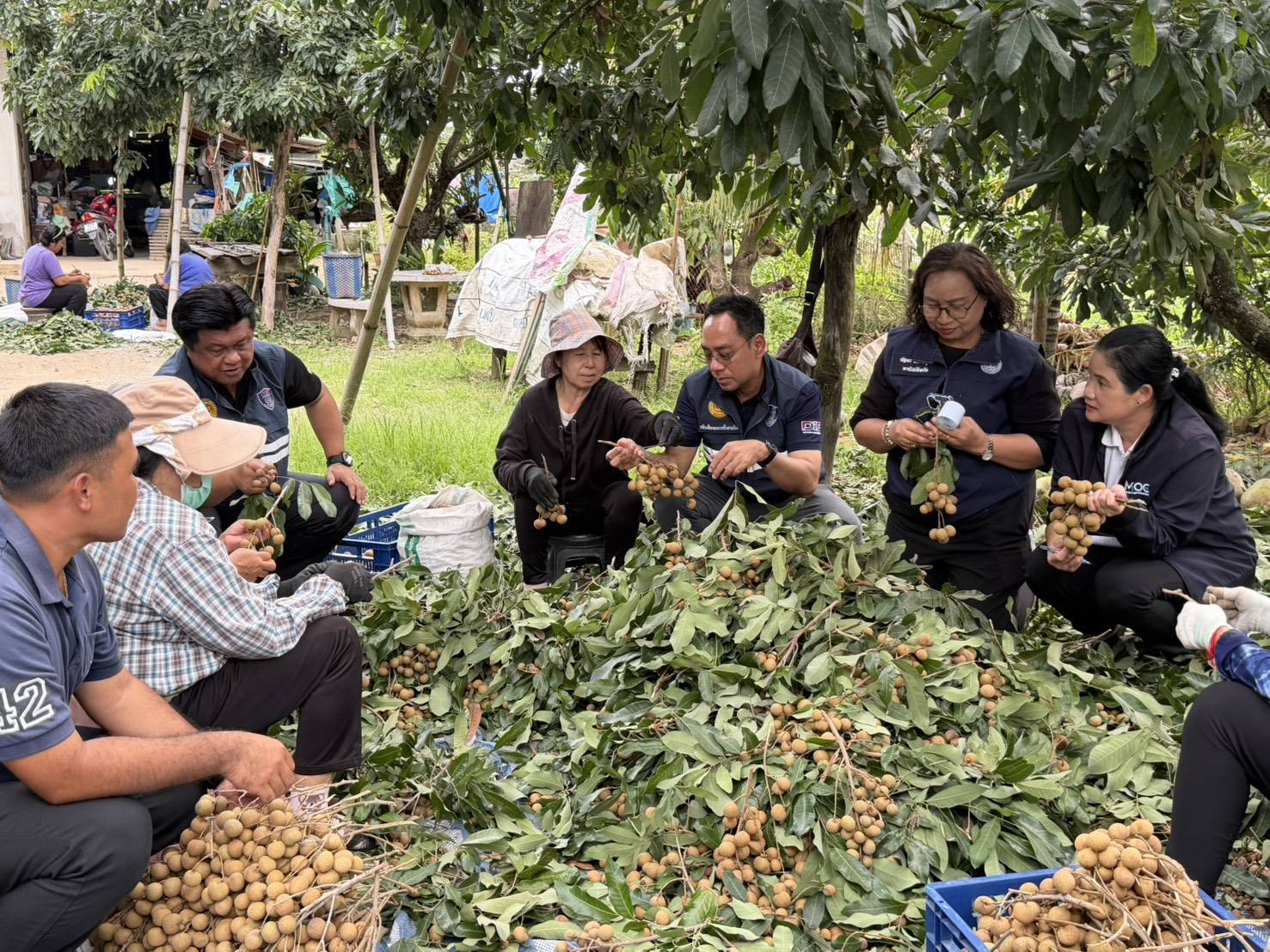 อธิบดีกรมการค้าภายใน ลงพื้นที่เชียงใหม่ ติดตามสถานการณ์ลำไย พร้อมตรวจสอบเครื่องคัดขนาด ยกระดับมาตรฐานสินค้าและสร้างความเชื่อมั่นตลาด
